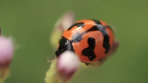 Macro of a insect on green background Stock Footage 322558581