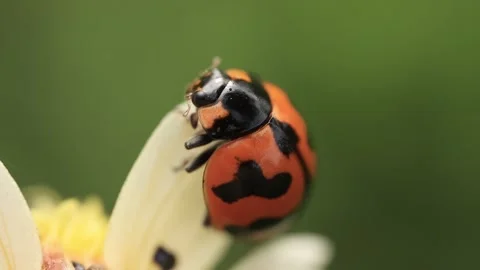 Macro of a insect on green background Stock Footage 322558582