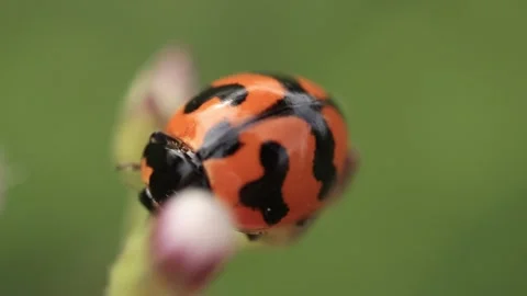 Macro of a insect on green background Stock Footage 322558583
