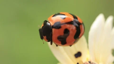 Macro of a insect on green background Stock Footage 322558588