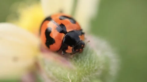 Macro of a insect on green background Stock Footage 322558589