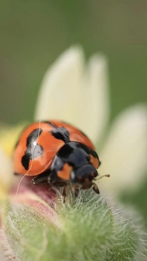 Macro of a insect on green background Stock Footage 322558590