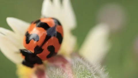 Macro of a insect on green background Stock Footage 322558593