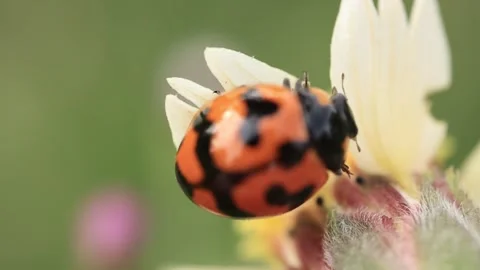 Macro of a insect on green background Stock Footage 322558595