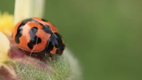 Macro of a insect on green background Stock Footage 322558600