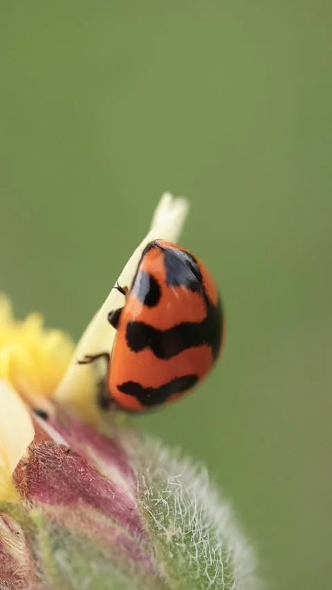 Macro of a insect on green background Stock Footage 322558609