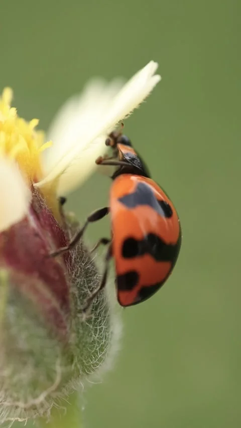 Macro of a insect on green background Stock Footage 322558610