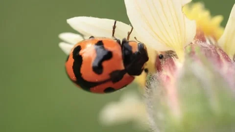 Macro of a insect on green background Stock Footage 322558611