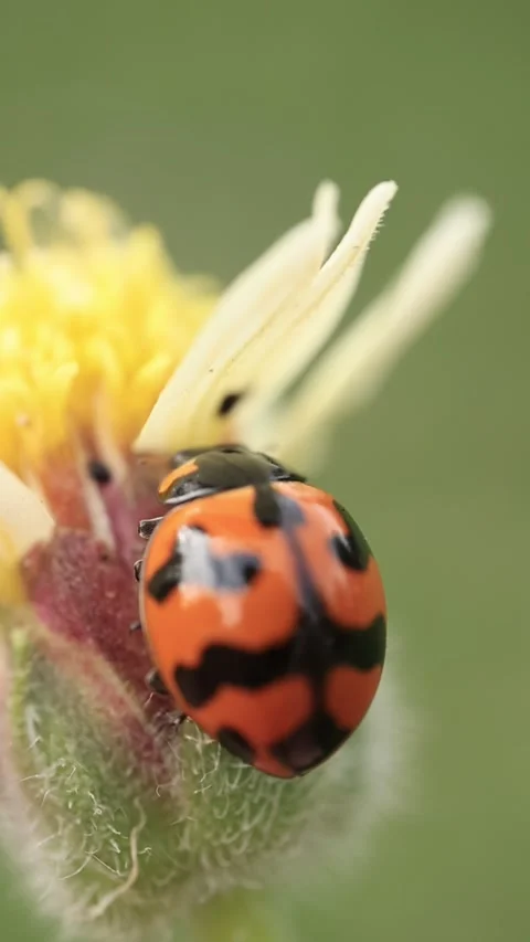 Macro of a insect on green background Stock Footage 322558614