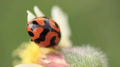 Macro of a insect on green background Stock Footage 322558618
