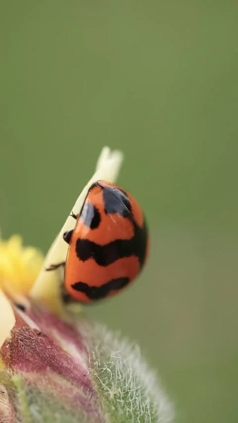 Macro of a insect on green background Stock Footage 322558621