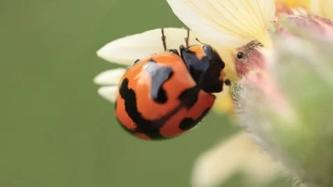 Macro of a insect on green background Stock Footage 322558622