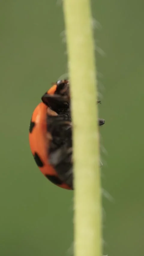 Macro of a insect on green background Stock Footage 322558630