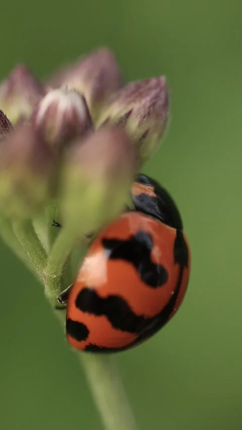 Macro of a insect on green background Stock Footage 322558631