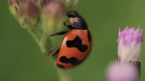 Macro of a insect on green background Stock Footage 322558632