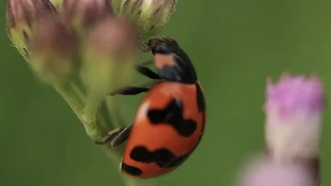 Macro of a insect on green background Stock Footage 322558636