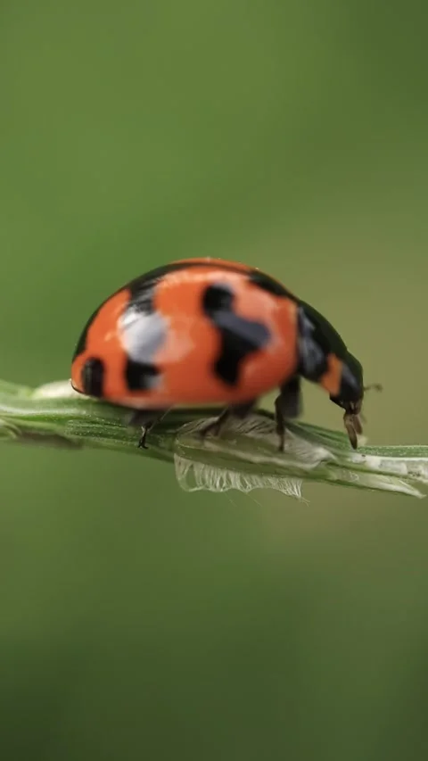 Macro of a insect on green background Stock Footage 322558641