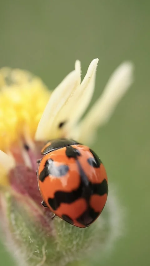 Macro of a insect on green background Stock Footage 322558644