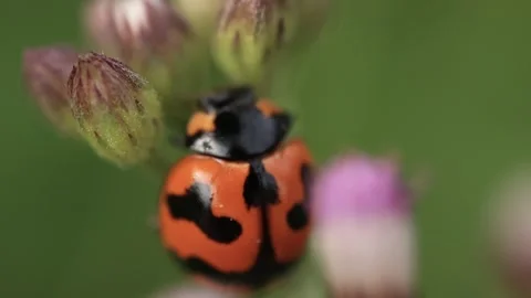 Macro of a insect on green background Stock Footage 322558651