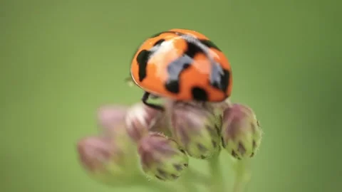 Macro of a insect on green background Stock Footage 322558655
