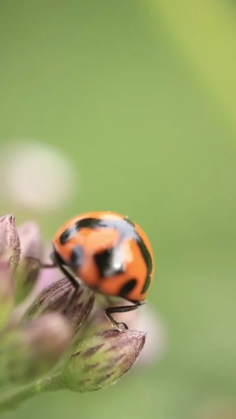 Macro of a insect on green background Stock Footage 322558659