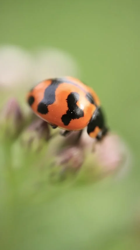 Macro of a insect on green background Stock Footage 322558673