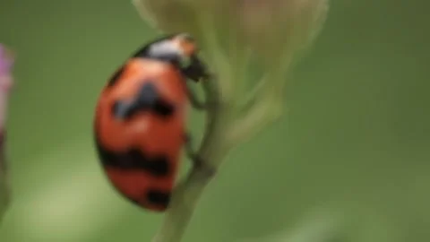 Macro of a insect on green background Stock Footage 322558675