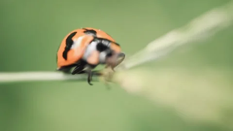 Macro of a insect on green background Stock Footage 322558679