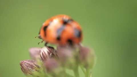 Macro of a insect on green background Stock Footage 322558683