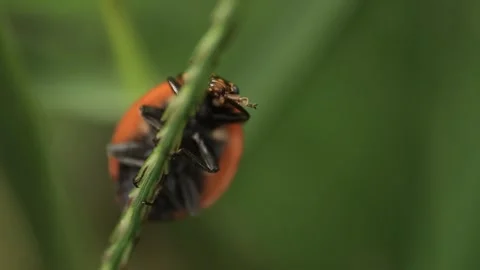 Macro of a insect on green background Stock Footage 322558688