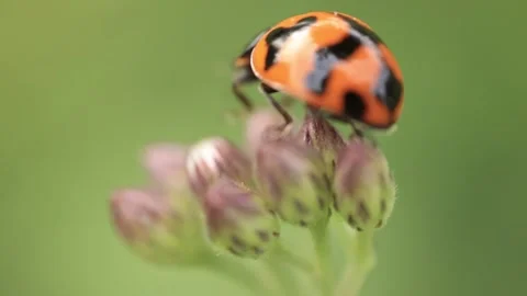 Macro of a insect on green background Stock Footage 322558689