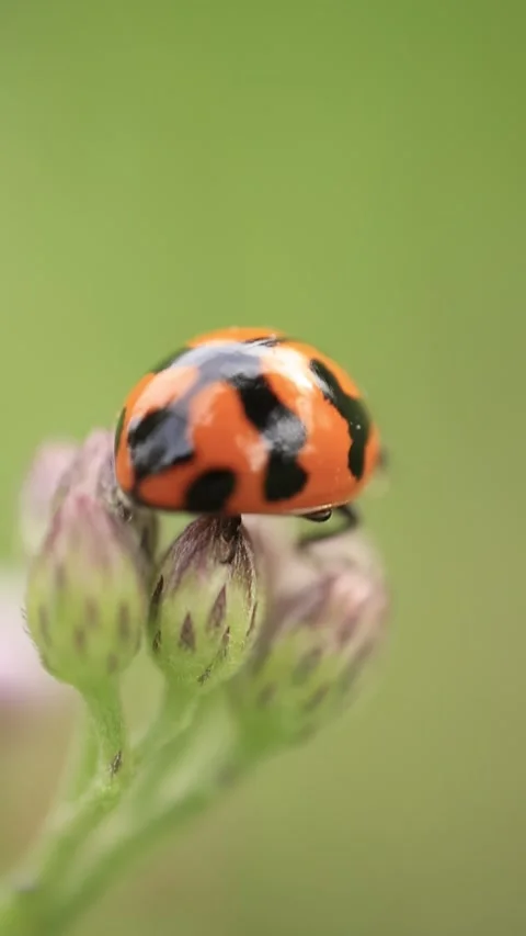 Macro of a insect on green background Stock Footage 322558690