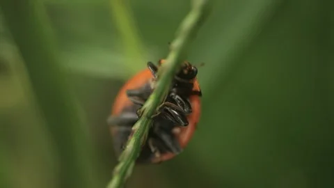 Macro of a insect on green background Stock Footage 322558694