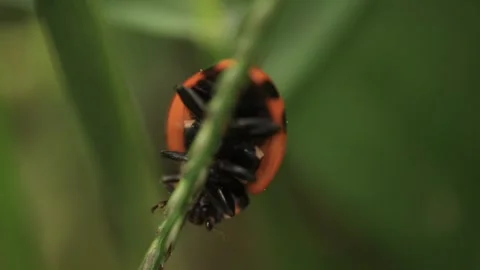 Macro of a insect on green background Stock Footage 322558697