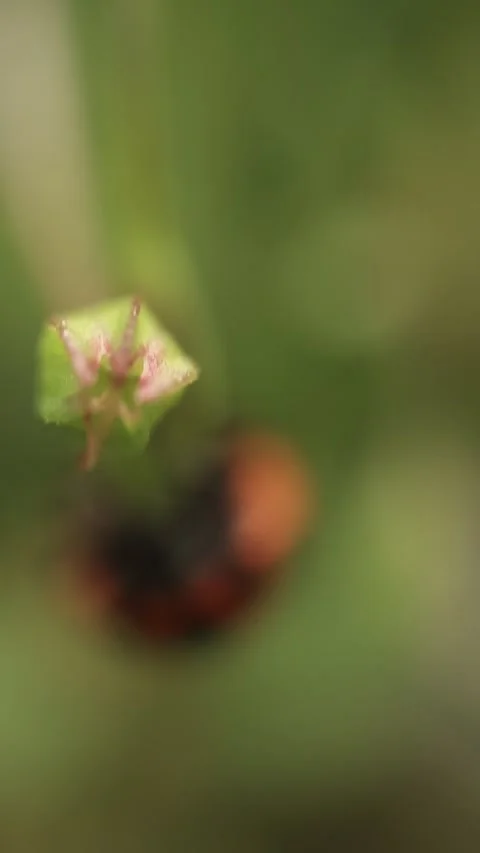 Macro of a insect on green background Stock Footage 322558701
