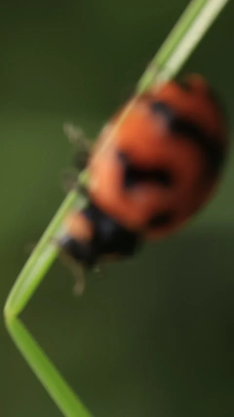 Macro of a insect on green background Stock Footage 322558702