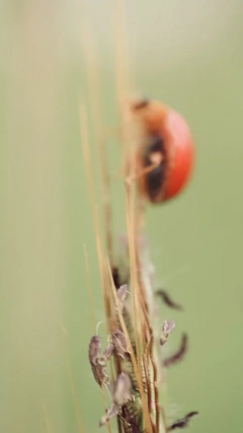 Macro of a insect on green background Stock Footage 322558710