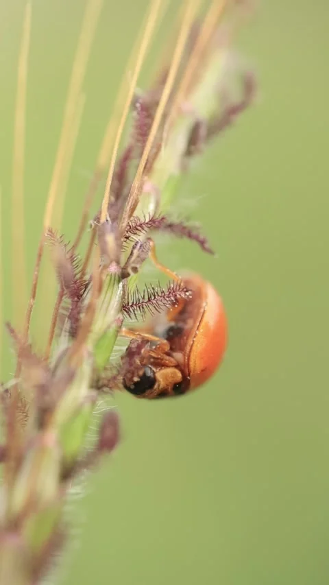 Macro of a insect on green background Stock Footage 322558711