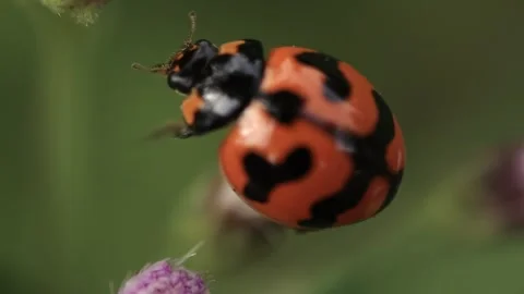 Macro of a insect on green background Stock Footage 322558713