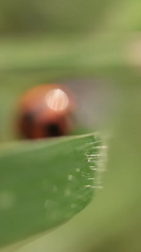 Macro of a insect on green background Stock Footage 322558717