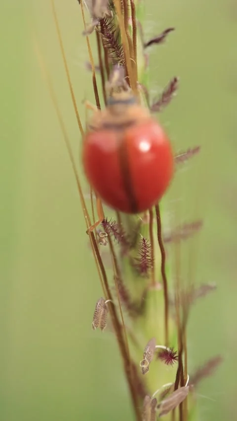 Macro of a insect on green background Stock Footage 322558719