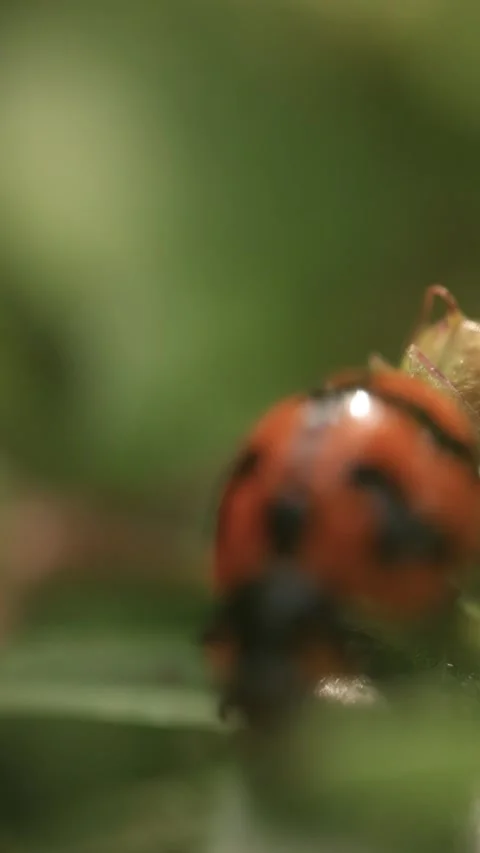 Macro of a insect on green background Stock Footage 322558720