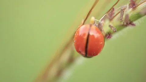 Macro of a insect on green background Stock Footage 322558763