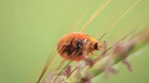Macro of a insect on green background Stock Footage 322558767