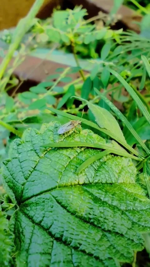 Macro Insect Green Leaf Nature Video stock 329310285