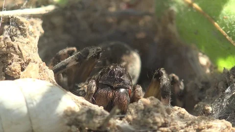 Macro Insect Lycosa singoriensis wolf Spider sits in its hole mating season 4k Stock Footage 75326060