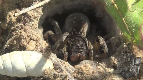 Macro Insect Lycosa singoriensis wolf Spider sits in hole during mating season Stock Footage 75326681
