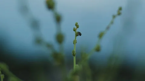 Macro of an insect moved on a plant by wind in slow motion after sunset Stock Footage 136927798