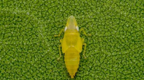 Macro of Insect - Nymph Hopper on a Leaf Stock Photos
