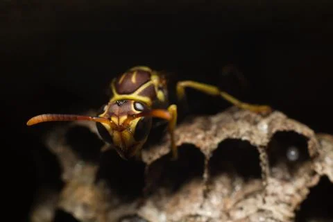 Macro insect Stock Photos